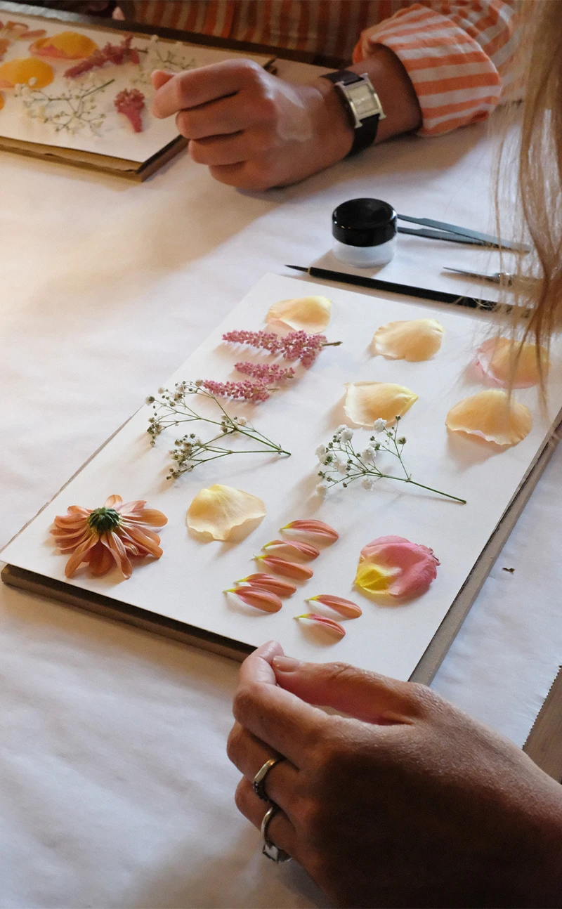 des fleurs fraîches déposées sur une feuille de papier blanc pour être pressées